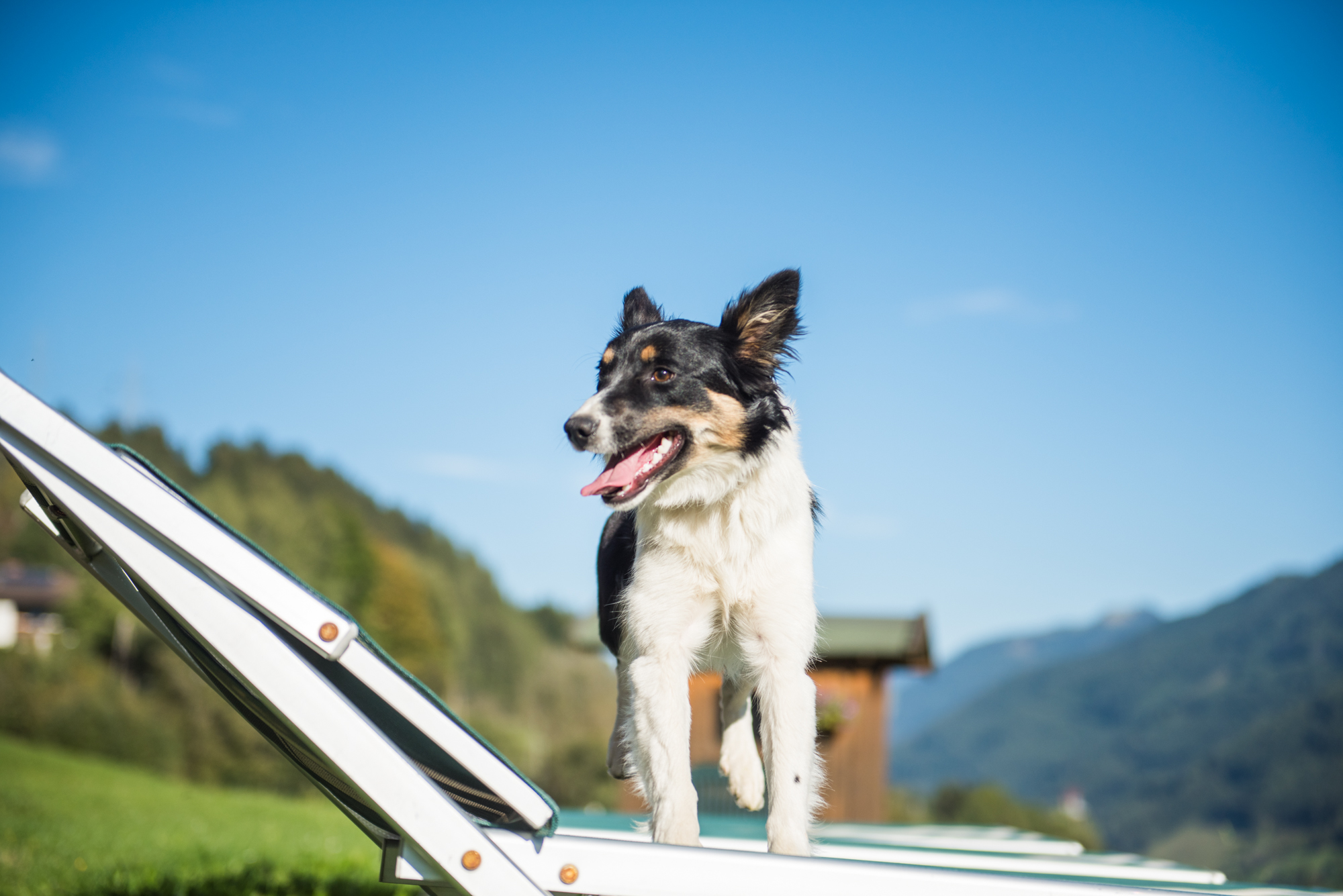 Ferienhaus mit Hund: Ganzenhubhof