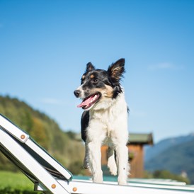 Ferienhaus mit Hund: Ganzenhubhof