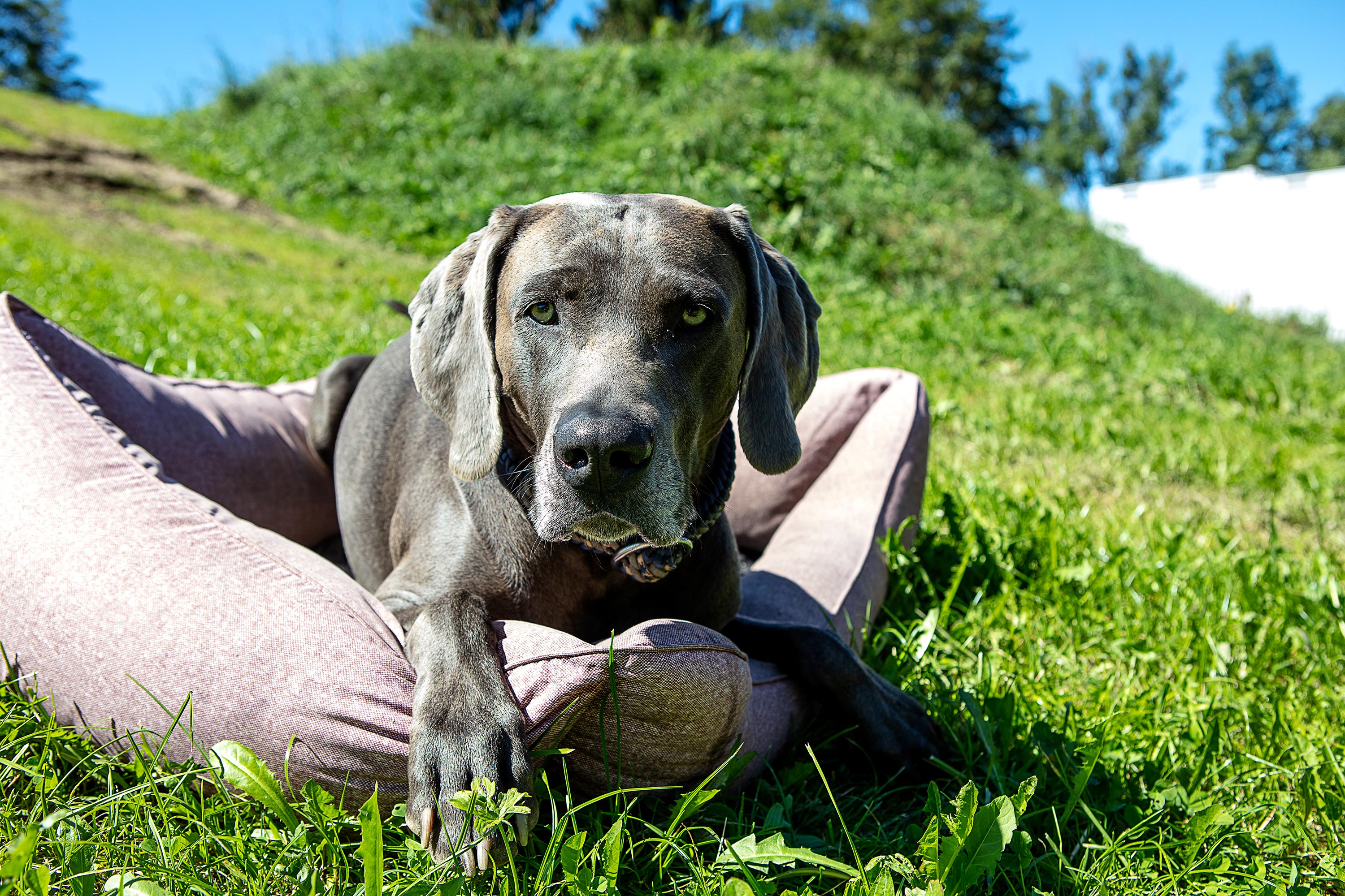 Hundehotel - Wiggensbach - Hotel Kühberg