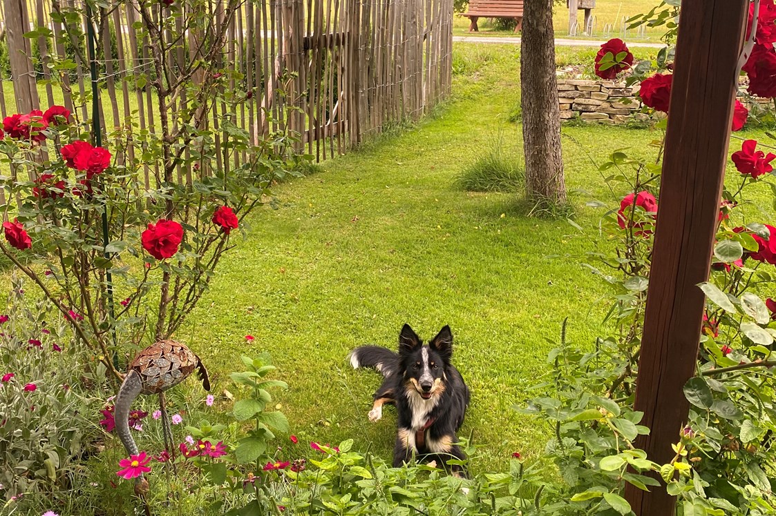 Ferienhaus mit Hund: Elkes schöner Vorgarten - Alpenlodge AUSseeZEIT 
