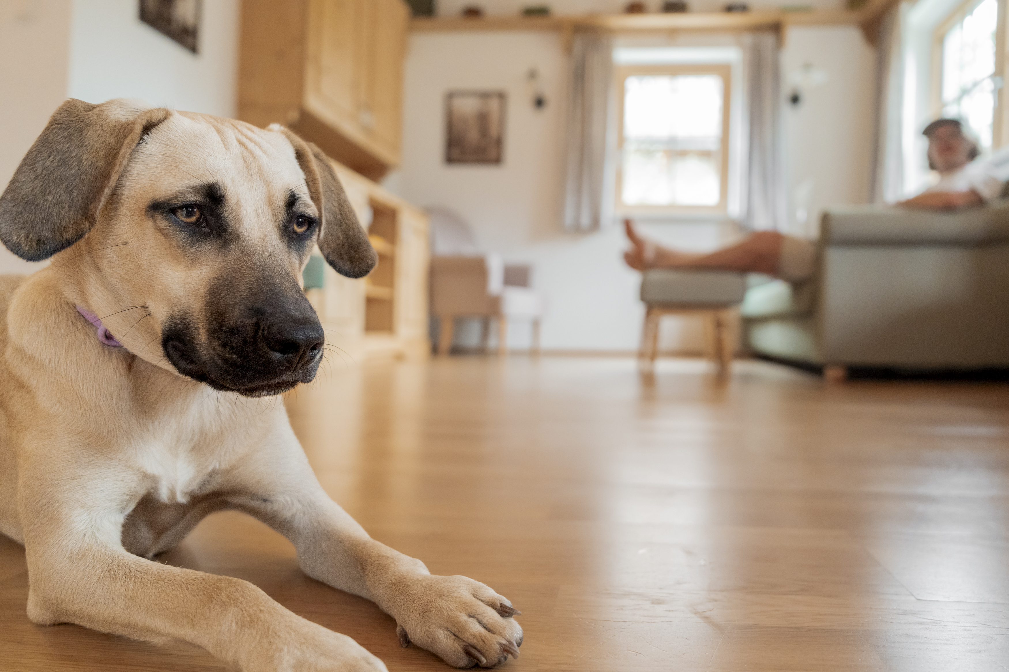 Ferienhaus mit Hund: Familie mit Hund im Haus Toplitzsee - Narzissendorf Zloam
