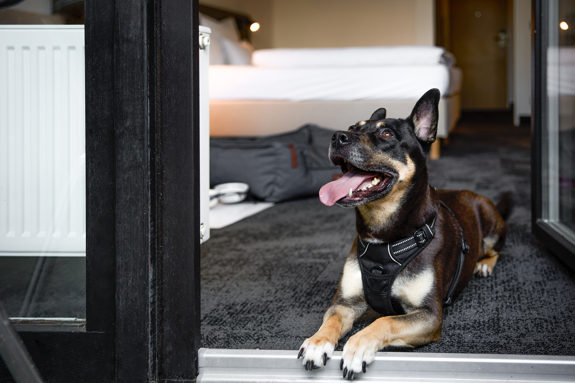 Hundehotel - Deutschland - Hund im Zimmer - Sauerland Stern Hotel