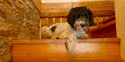 Hundehotel - Tauplitz - gemütlich in der Hütte  - Almdorf Flachau