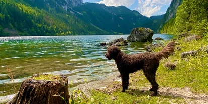 Hundehotel - Tauplitz - freier Zutritt zum Bergsee mit Bademöglichkeit für Hund + Mensch - Almdorf Flachau