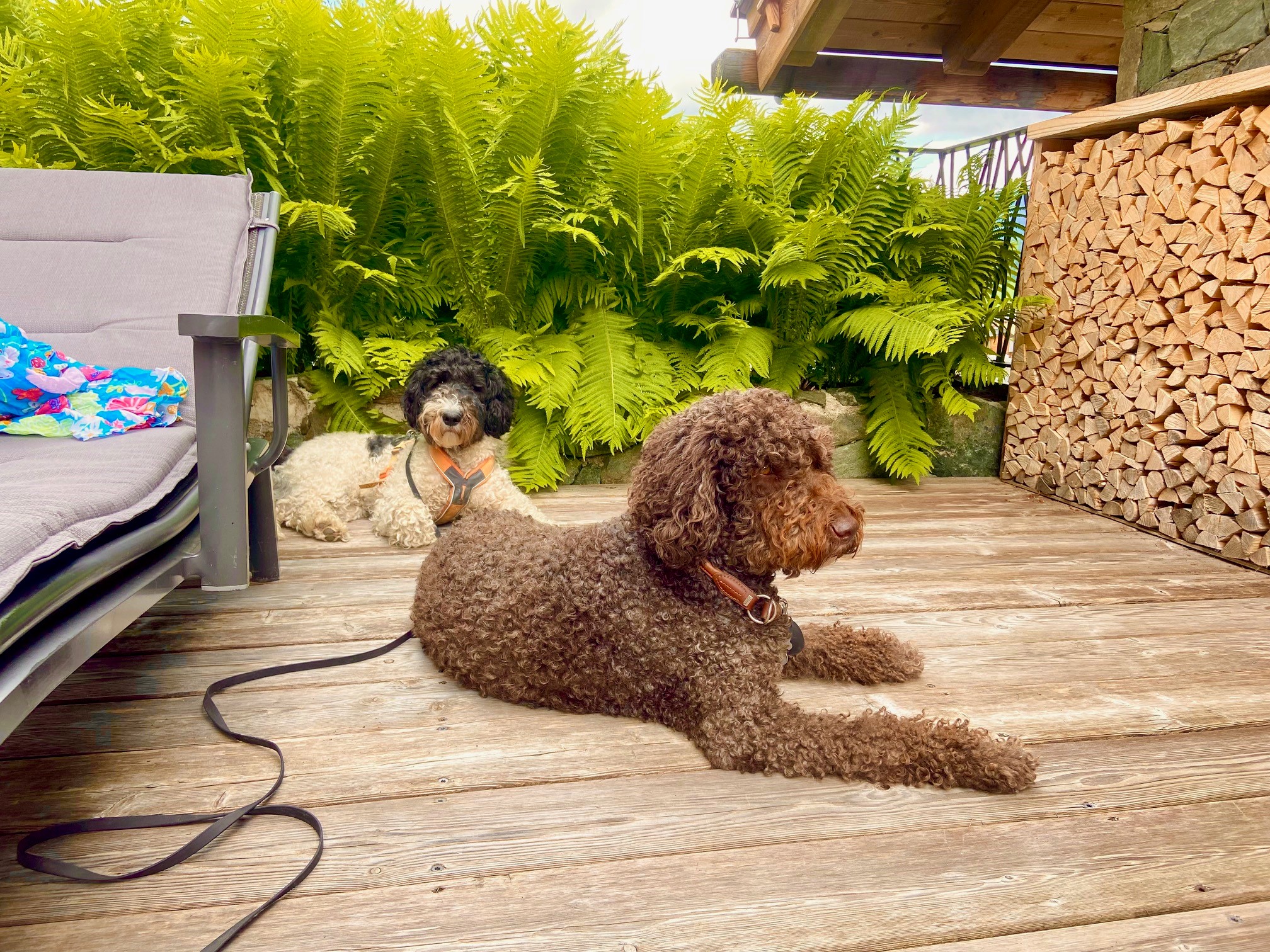 Urlaub-mit-Hund: entspannt auf der eigenen Terrasse chillen - Almdorf Flachau - Haus | Umgebung