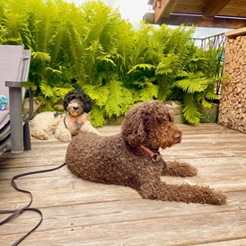 Urlaub-mit-Hund: Almdorf Flachau