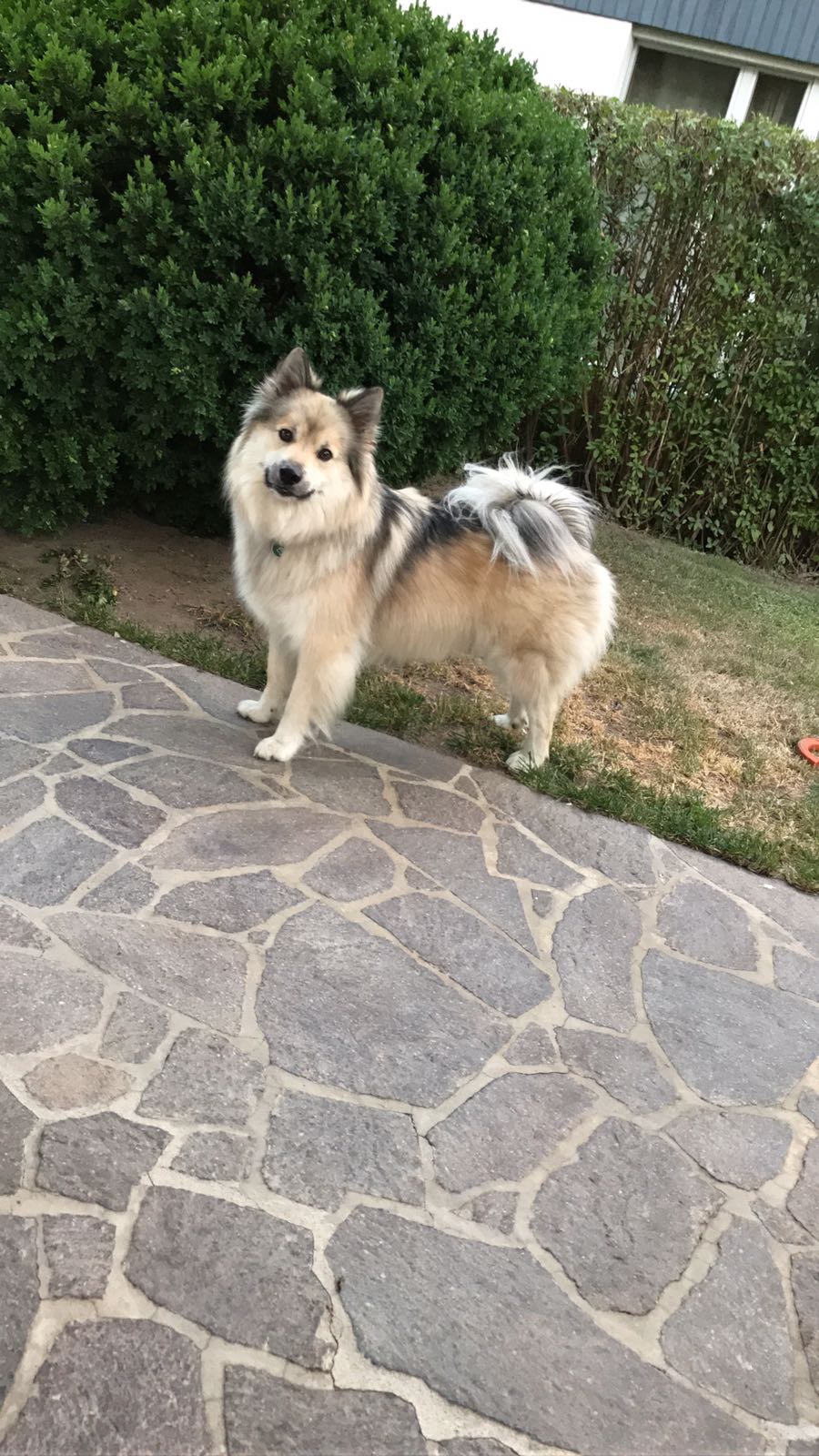 Alpenhotel Speckbacher Hof GmbH Ausflüge mit Hund Wunderschöne Wandertouren und Spazierwege direkt vom Haus weg
