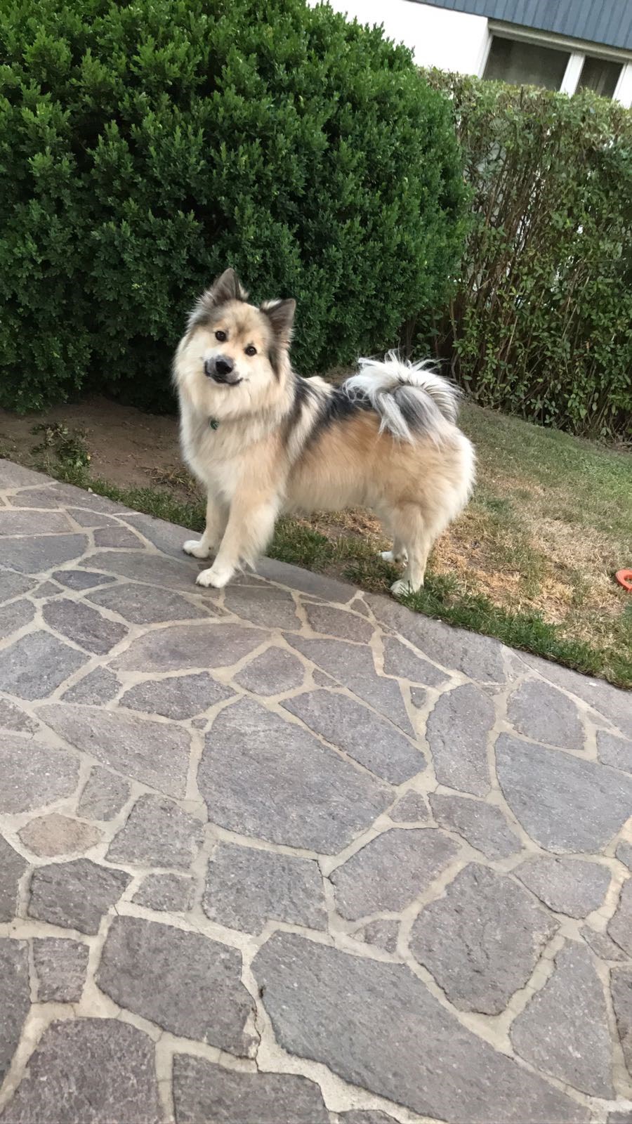 Alpenhotel Speckbacher Hof GmbH Ausflüge mit Hund Wunderschöne Wandertouren und Spazierwege direkt vom Haus weg