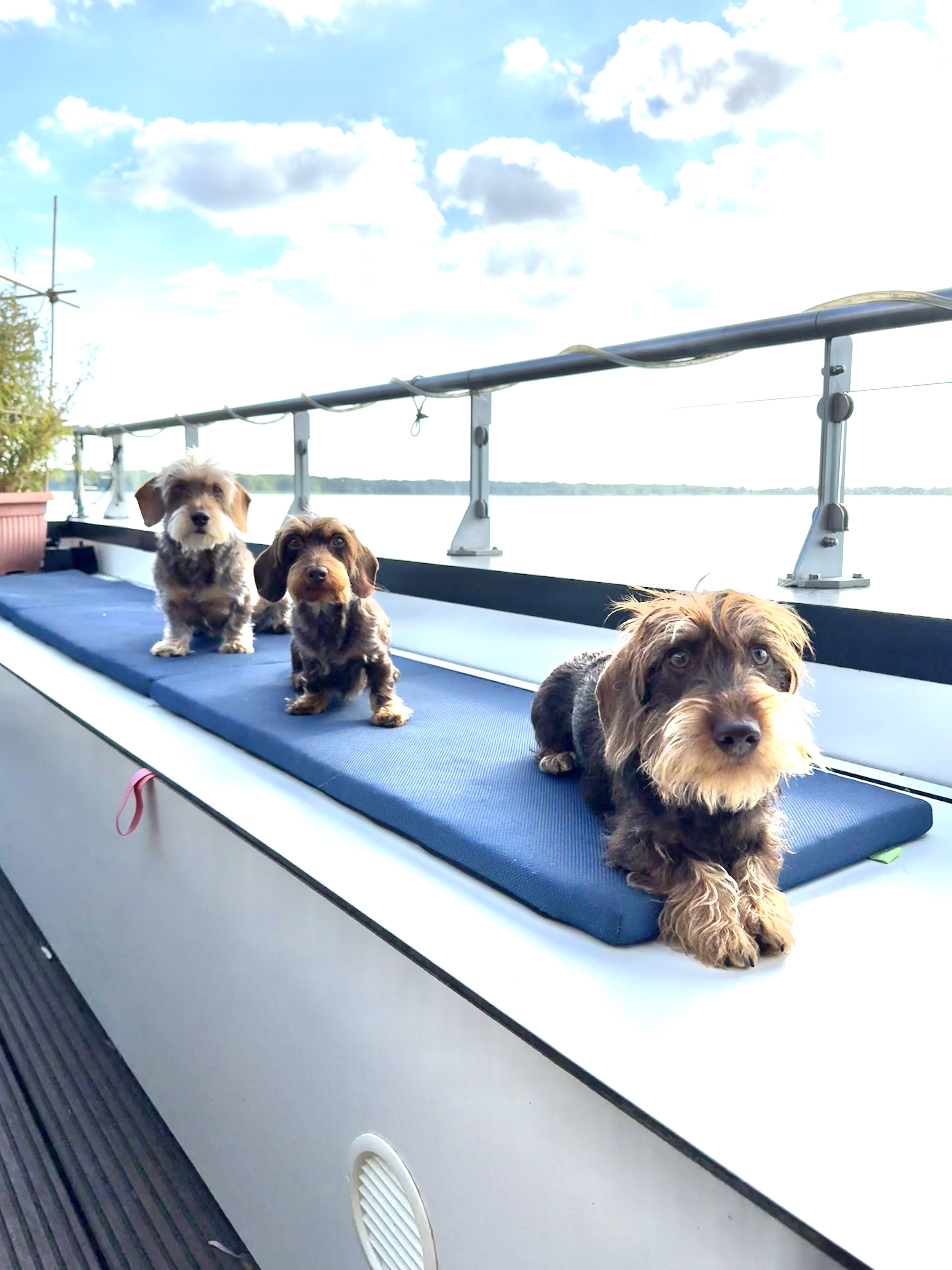 Hundehotel - Sitzplatz im Garten - Extra einen Hundelaufsteg direkt über dem Wasser eingerichtet. Da freuen sich doch alle Vierbeiner und ihre Herrchen. - Coco de Mer