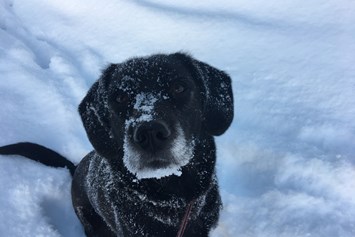 Urlaub-mit-Hund: Unsere Leni liebt den Schnee - Hotel St. Oswald
