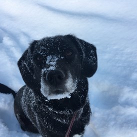 Urlaub-mit-Hund: Unsere Leni liebt den Schnee - Hotel St. Oswald