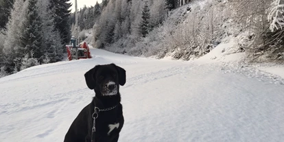 Hundehotel - Doggies: 3 Doggies - Rund um das Hotel St. Oswald gibt es jede Menge Gassirunden - Hotel St. Oswald