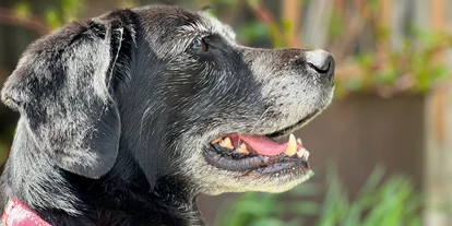Hundehotel - Doggies: 3 Doggies - Hundefreundliches Hotel St. Oswald - Hotel St. Oswald