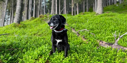 Hundehotel - Doggies: 3 Doggies - Im Wald, direkt hinter dem Hotel, haben Hunde besonders viel Platz zum Toben - Hotel St. Oswald