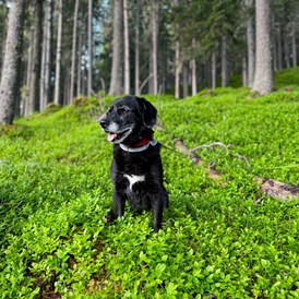 Urlaub-mit-Hund: Im Wald, direkt hinter dem Hotel, haben Hunde besonders viel Platz zum Toben - Hotel St. Oswald