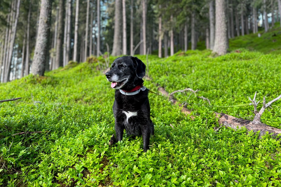 Urlaub-mit-Hund: Im Wald, direkt hinter dem Hotel, haben Hunde besonders viel Platz zum Toben - Hotel St. Oswald