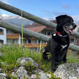 Urlaub-mit-Hund: Das Hotel St. Oswald ist ideal für Hunde geeignet - Hotel St. Oswald