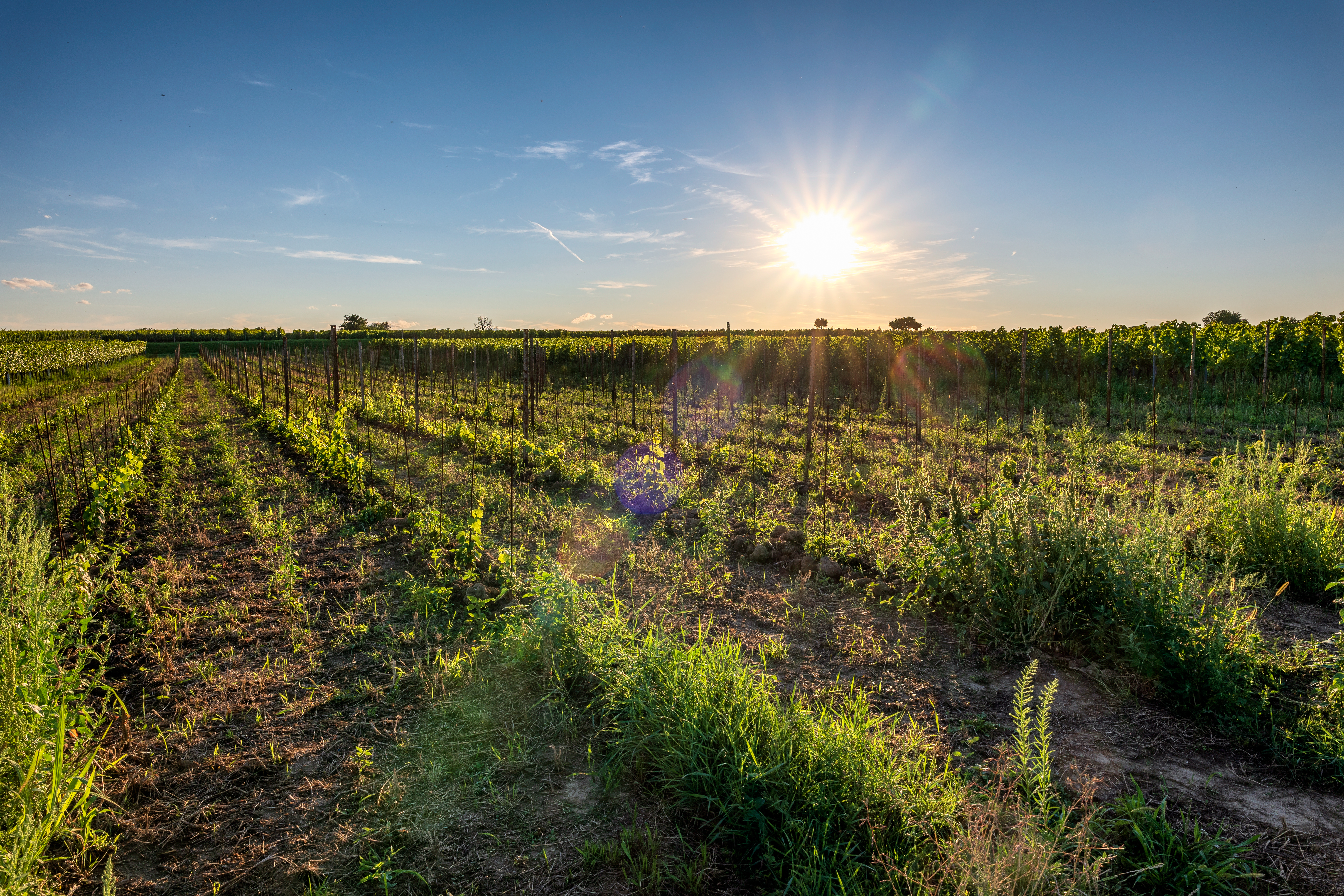 Tschardakenhof Appartements Ausflüge mit Hund Weinplateau