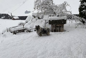 Urlaub-mit-Hund: Winterwandern mit Hund - Hotel Sonja
