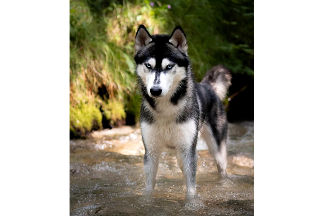 Urlaub-mit-Hund: Gradenbachwasserfall nur wenige Gehminuten entfernt - für Naturliebhaber  - Appartement Mama