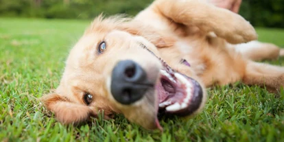 Hundehotel - Tauplitz - Urlaub mit Hund im Garten - Appartement Mama