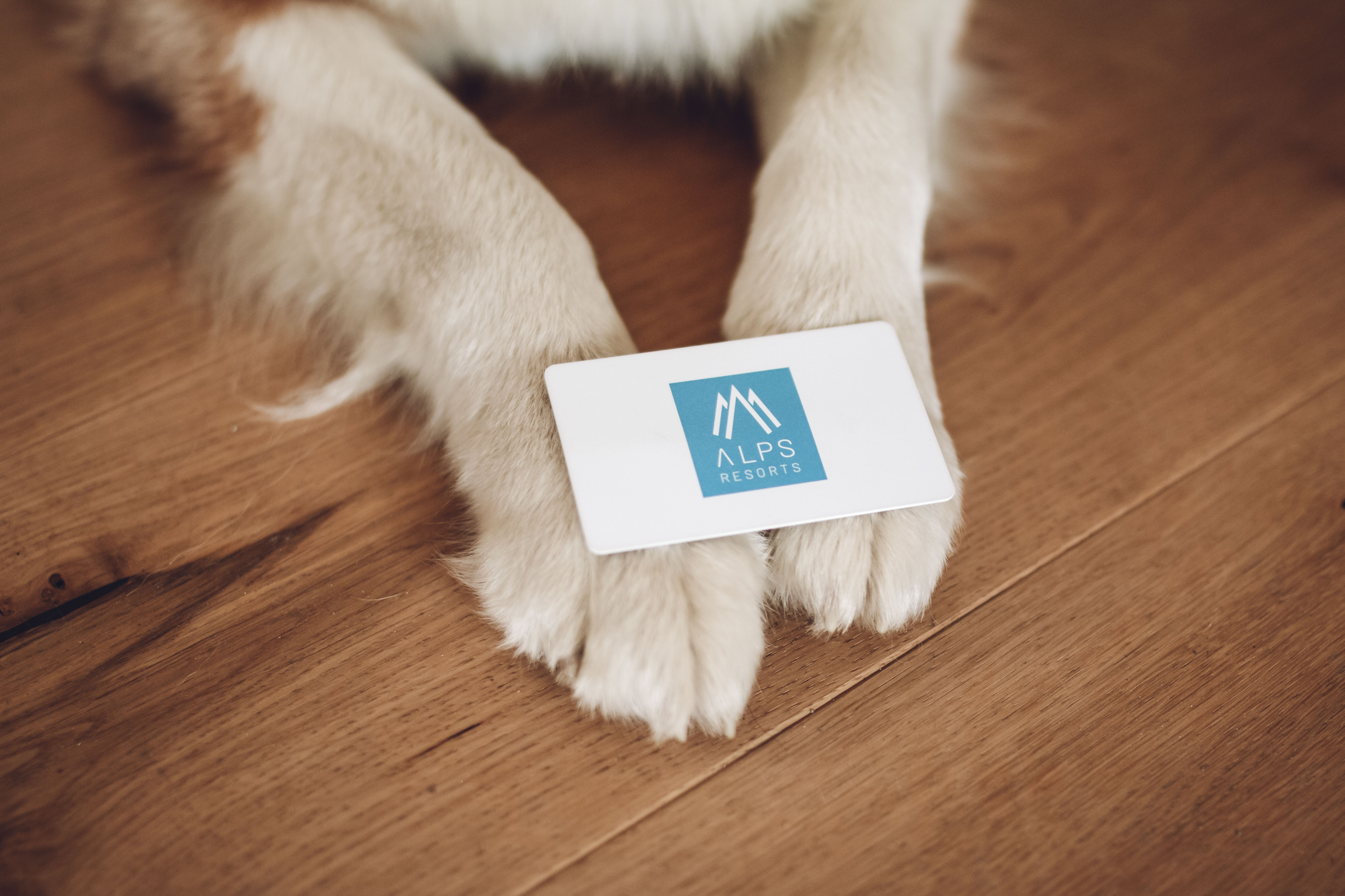 Hundehotel - Preisniveau: moderat - Schladming - Tauernresidence Radstadt by ALPS RESORTS