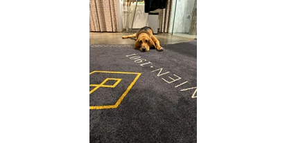 Hundehotel - Unterkunftsart: Hotel - Baden (Baden) - Hotelhund Albert - BoutiqueHOTEL Donauwalzer Wien