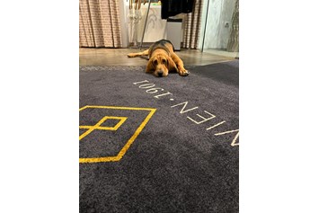 Urlaub-mit-Hund: Hotelhund Albert - BoutiqueHOTEL Donauwalzer Wien