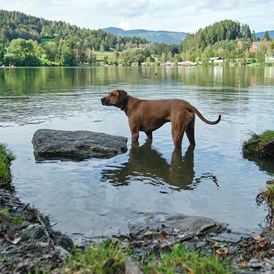 Urlaub-mit-Hund: sonnenresort MALTSCHACHER SEE