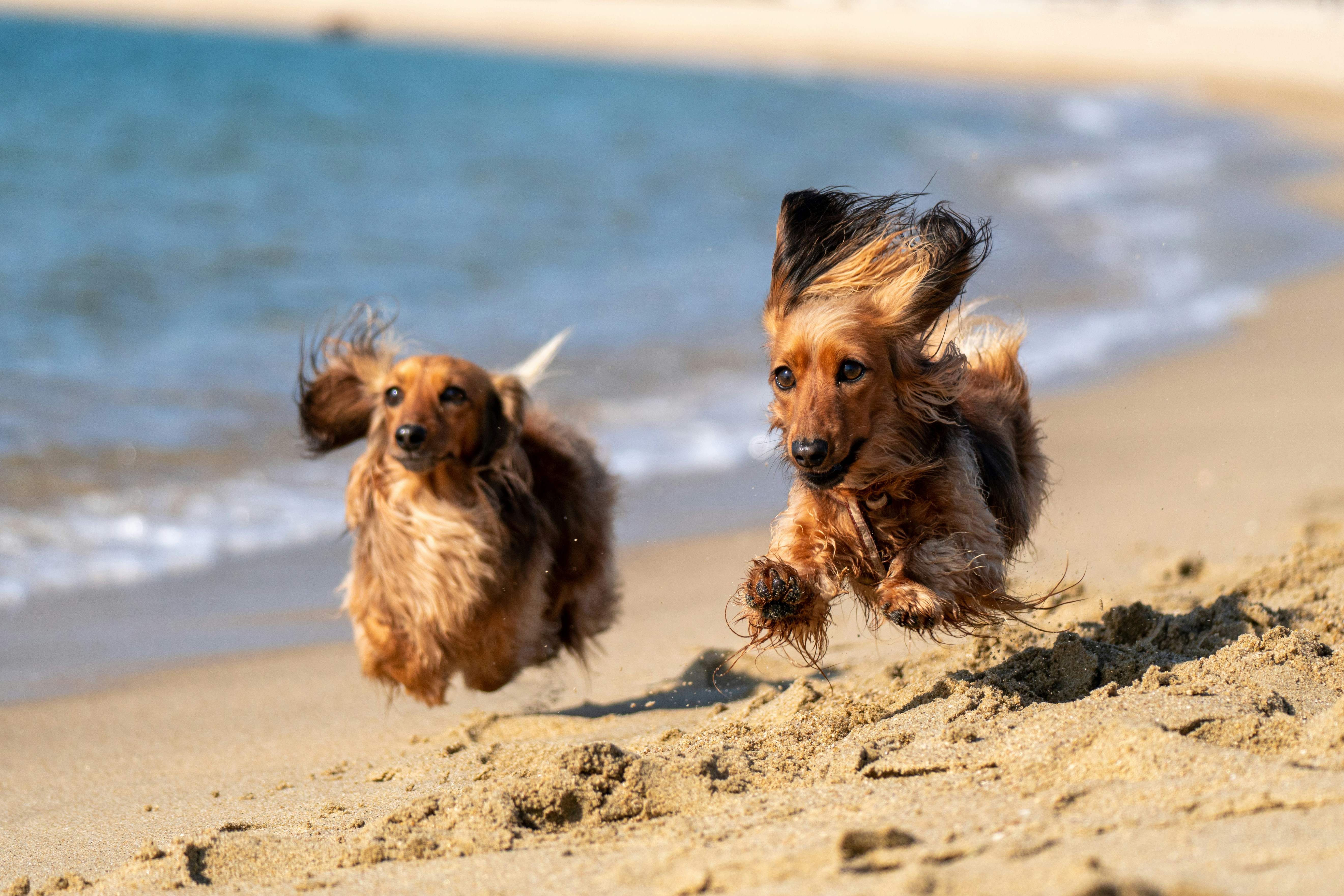 Hotel Belvedere Ausflüge mit Hund Strand „Bau Beach“ – Riccione