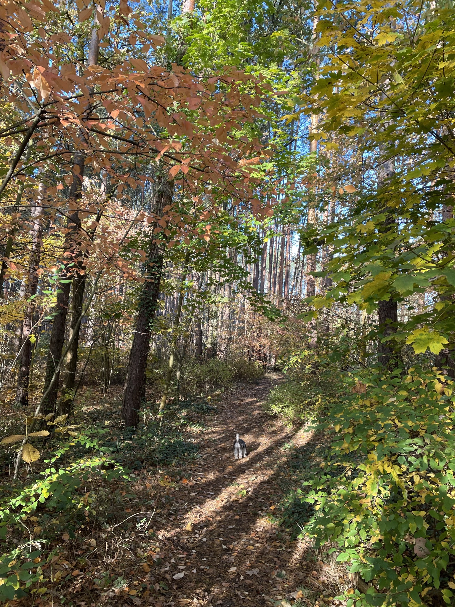 Hundehotel - Sitzplatz im Garten - direkter Zugang zum Wald -  Ferienhaus Bergheide Garden