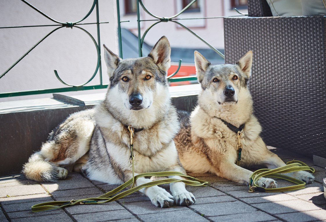 Urlaub-mit-Hund: Hunde auf der Terrasse - Hotel Wechselberger