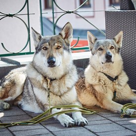 Urlaub-mit-Hund: Hunde auf der Terrasse - Hotel Wechselberger