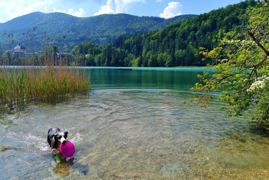 Ferienhaus mit Hund: Wasserspaß für Fellnasen - Schusterbauer Koppl 