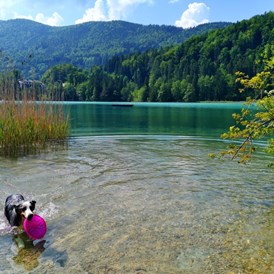 Ferienhaus mit Hund: Wasserspaß für Fellnasen - Schusterbauer Koppl 