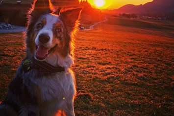 Ferienhaus mit Hund: Sonnenuntergang beim Schusterbauer mit MARLEY - Schusterbauer Koppl 