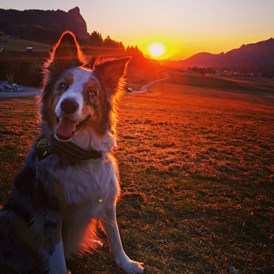 Ferienhaus mit Hund: Sonnenuntergang beim Schusterbauer mit MARLEY - Schusterbauer Koppl 