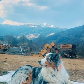Urlaub-mit-Hund: Alpenblick Hotel Kreischberg