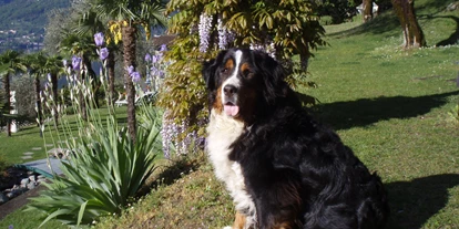 Hundehotel - Unterkunftsart: Hotel - Bodio TI - Parco San Marco - Parco San Marco Lifestyle Beach Resort