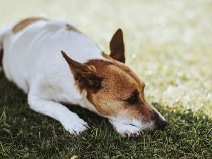 Hundehotel - Tauplitz - Hunde fühlen sich in der großzügigen Hotelanlage. Erfrischungs- und Bademöglichkeiten für Ihren Hund an der Gut Weissenhof Anlage. - Hotel Gut Weissenhof ****S