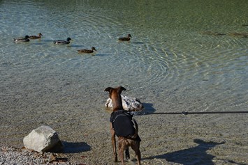 Urlaub-mit-Hund: Hund am Erlaufsee - AKTIVHOTEL Weisser Hirsch