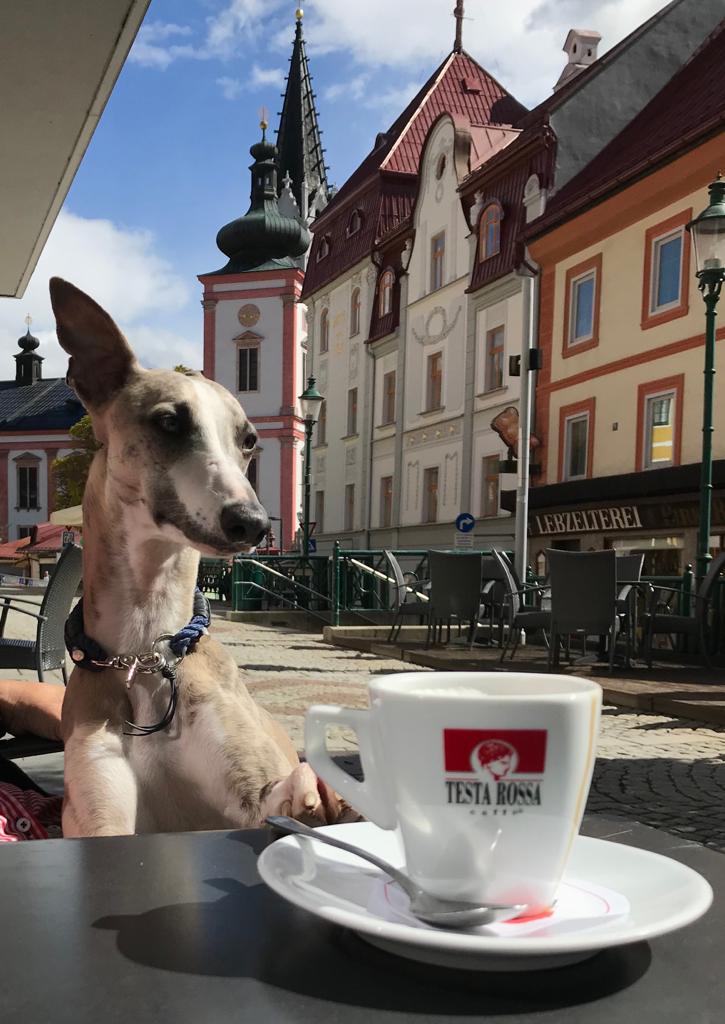 Urlaub-mit-Hund: Oscar Hotelterrasse - AKTIVHOTEL Weisser Hirsch