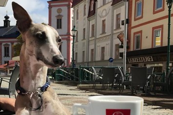 Urlaub-mit-Hund: Oscar Hotelterrasse - AKTIVHOTEL Weisser Hirsch
