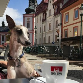 Urlaub-mit-Hund: Oscar Hotelterrasse - AKTIVHOTEL Weisser Hirsch