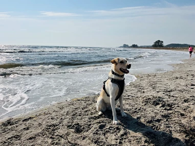 Urlaub-mit-Hund: Ostseehotel Midgard