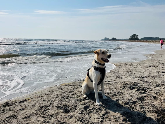 Urlaub-mit-Hund: Ostseehotel Midgard