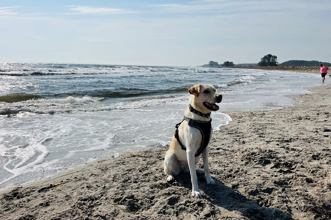 Urlaub-mit-Hund: Ostseehotel Midgard