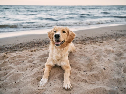 Hundehotel - Doggies: 3 Doggies - Ostseehotel Midgard