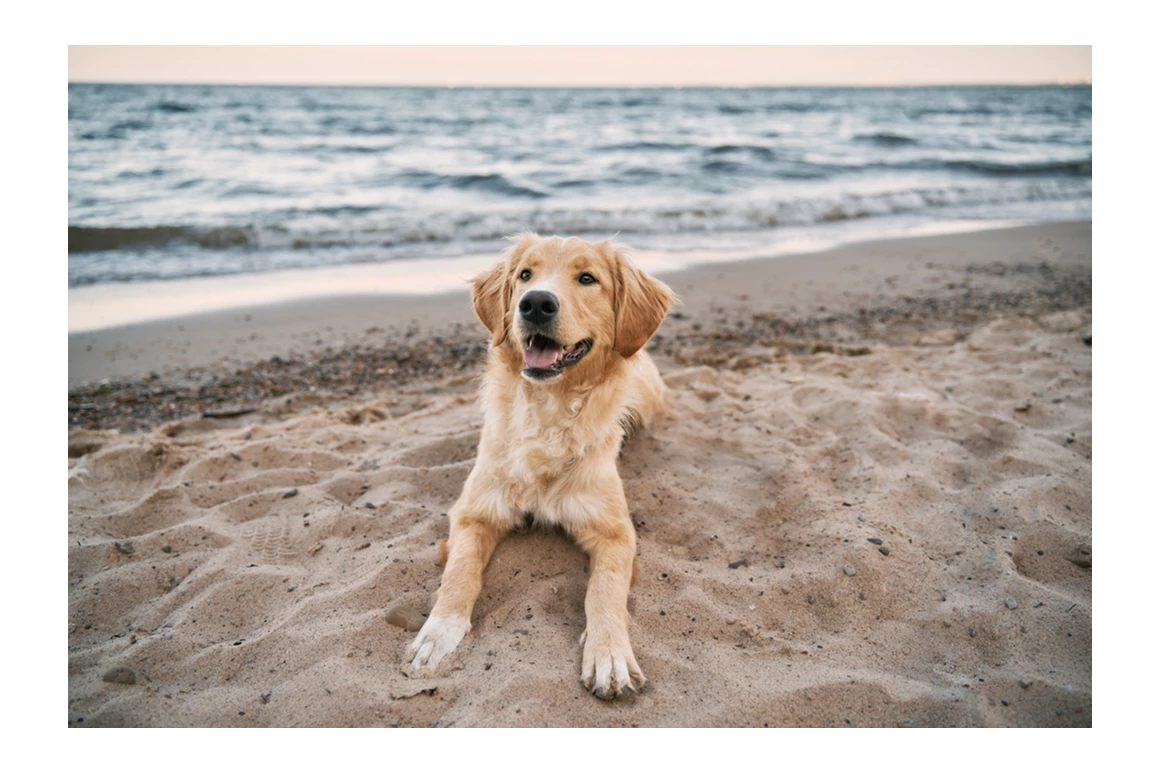Urlaub-mit-Hund: Ostseehotel Midgard