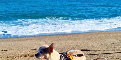 Hundehotel - Doggies: 3 Doggies - Hotel La Morena
